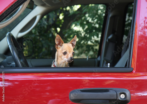 a small chihuahua in a red vehicle looking out the window waitin photo