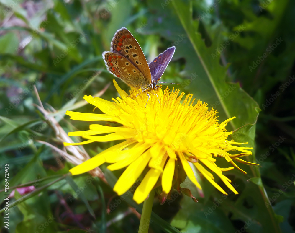Fototapeta premium Small butterfly at the yellow dandelion