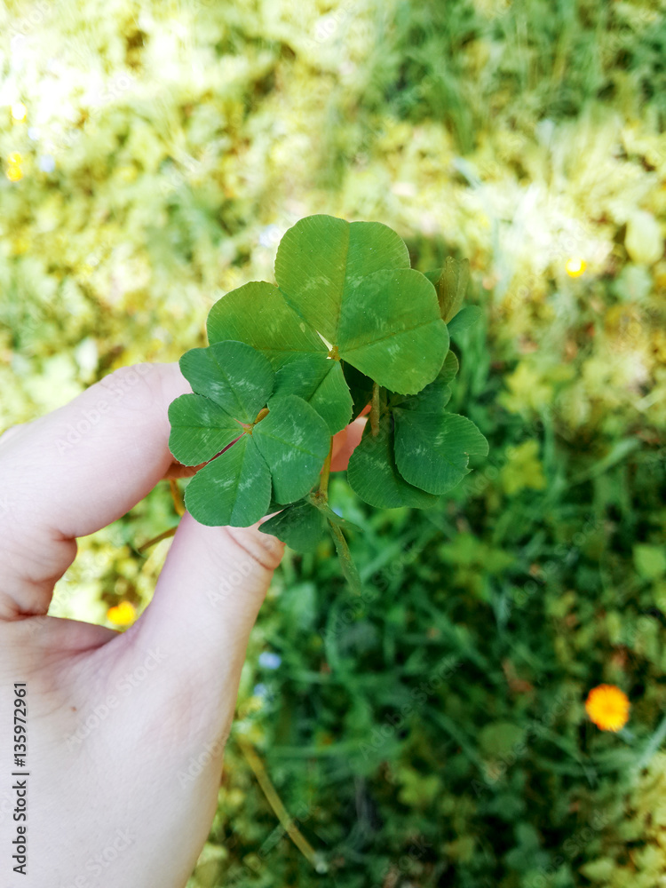 Four leaf clover. Four leaf clover.