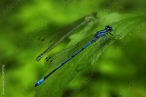 Dragonfly sitting on the green leaf