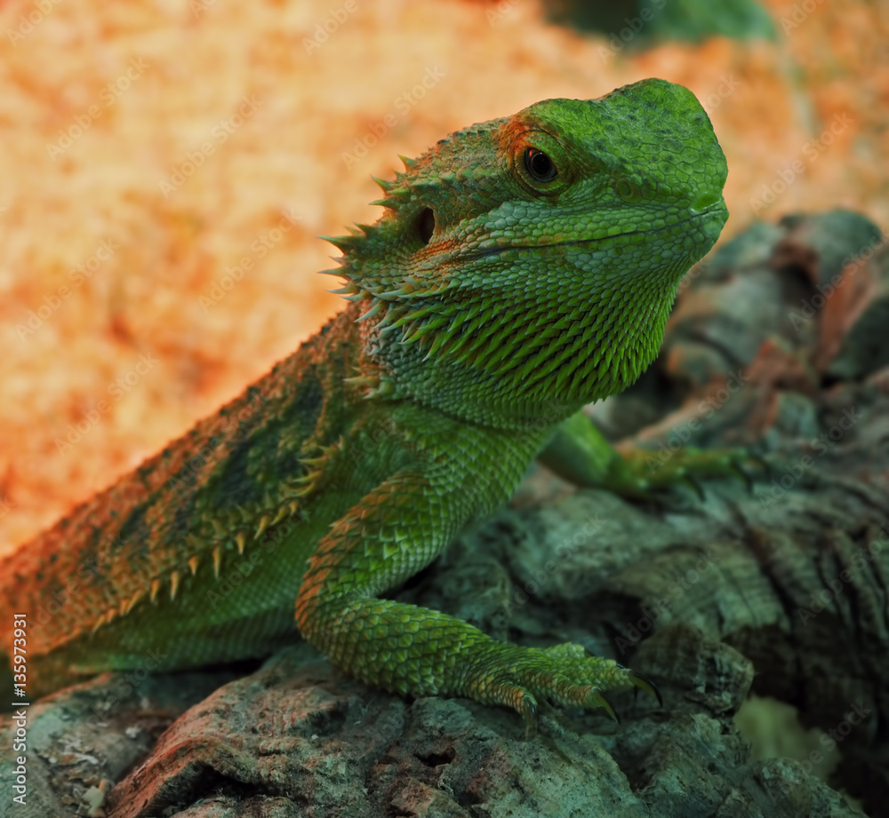 Big green lizard at the rock Big green lizard at the rock