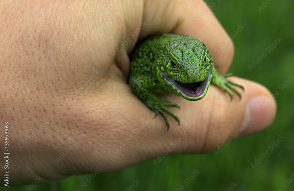 Lizard in the hand Lizard in the hand