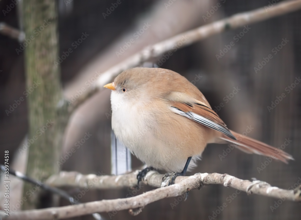 Obraz premium Small cute bird sitting at branch