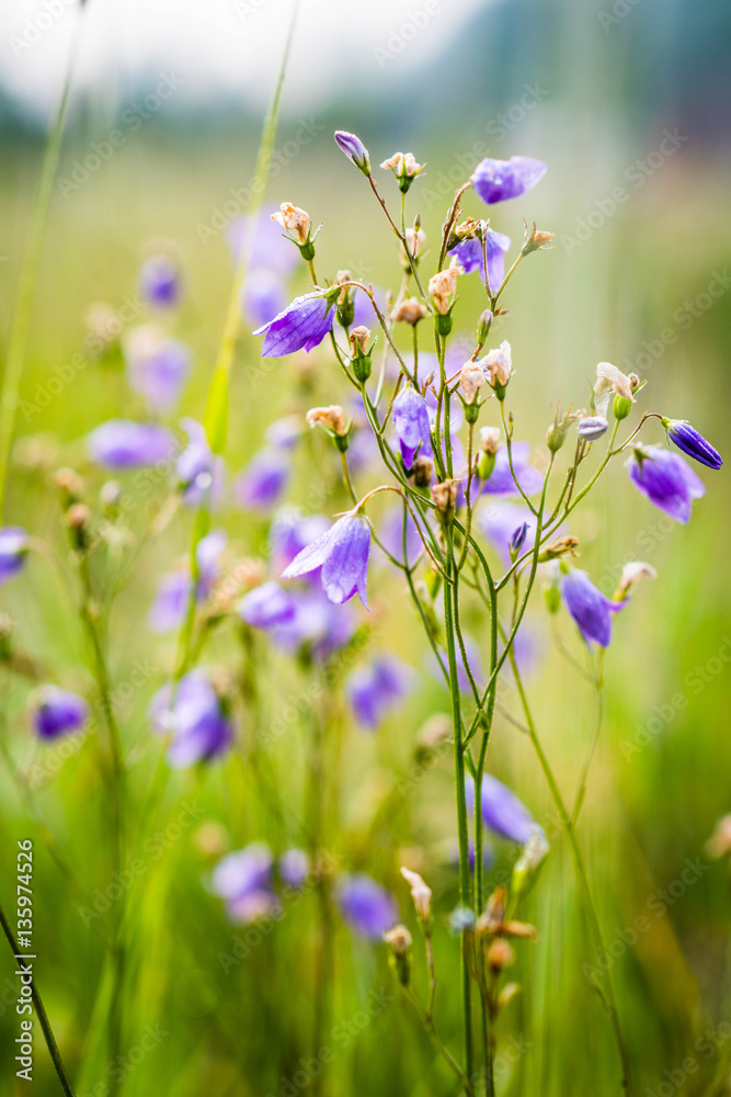 purple flowers on a green field purple flowers on a green field