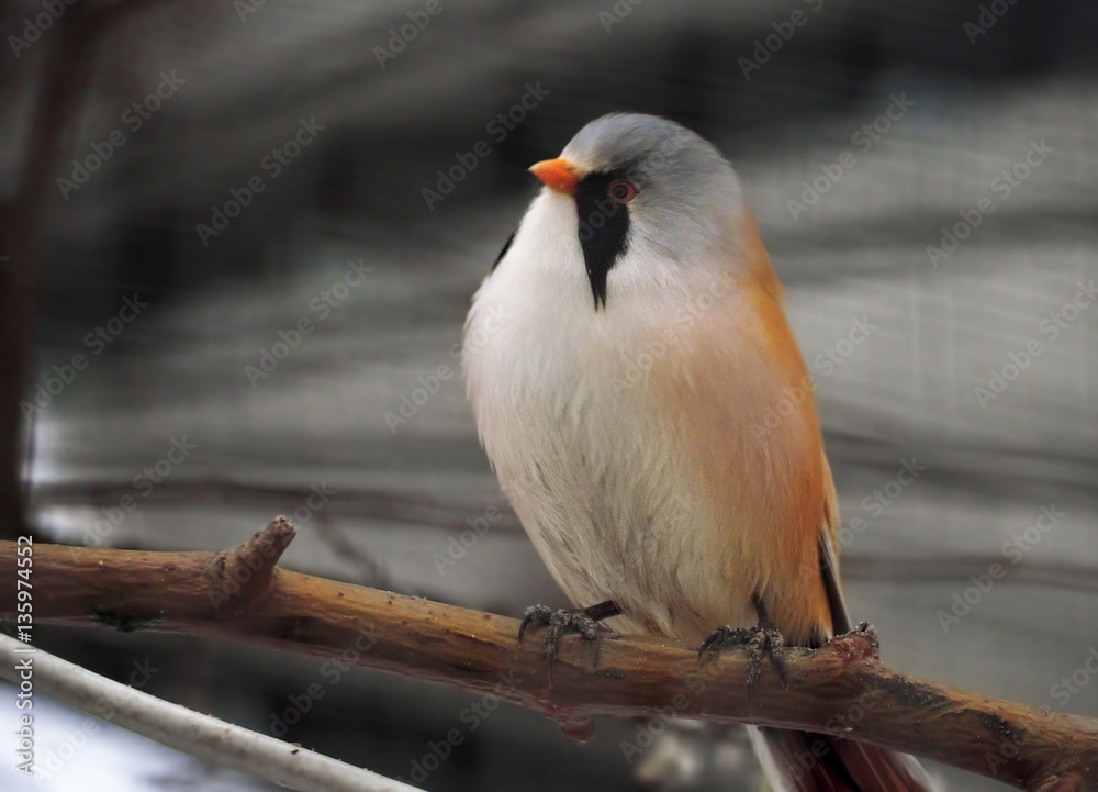 Fototapeta premium Small cute white orange and little blue bird