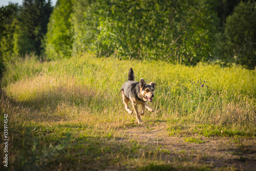 Happily the dog running forward