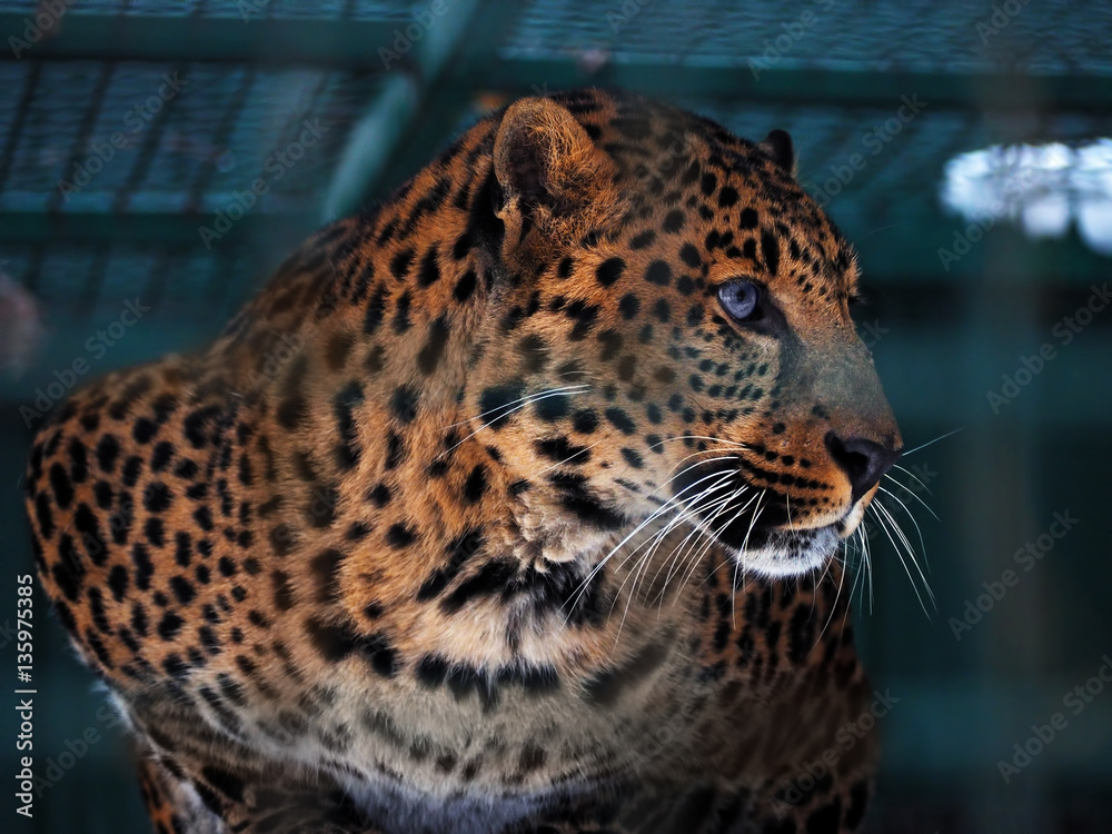 Fototapeta premium Leopard yellow looking to the left portrait