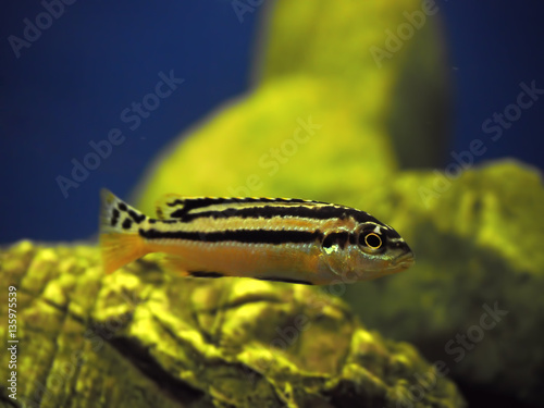 Yellow fish Melanochromis auratus with black stripes near  rocks photo
