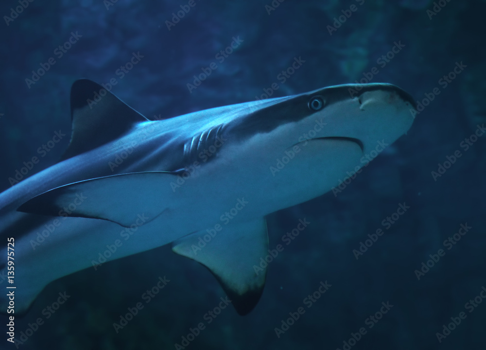 Fototapeta premium Shark at the blue water close up view from down right side