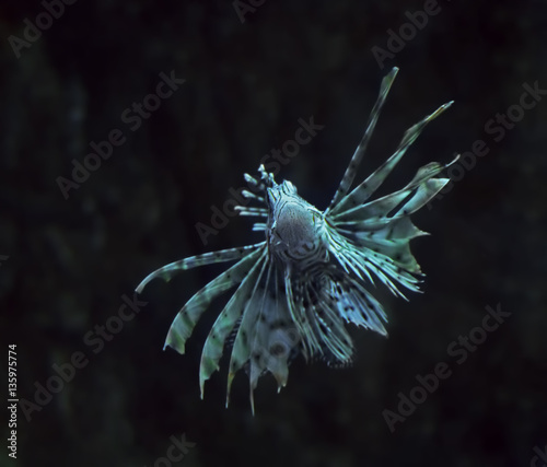 Fish blue Pterois volitans at the deep ocean close up turning © Sergii Mironenko