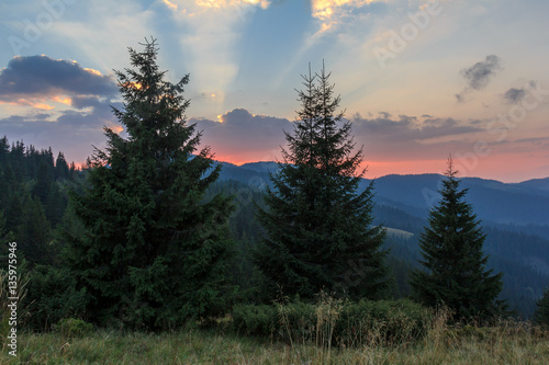 Carpathian spruce forest at sunset