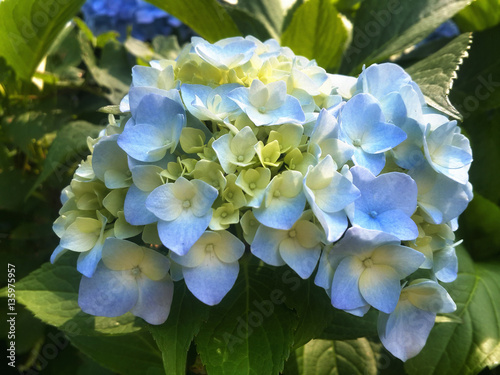 A lot of blue flowers hydrangea