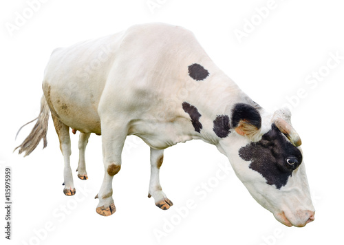 Funny cute  black and white cow isolated on white. Full length cow olmost white eating. Farm animals. Cow, standing full-length in front of white background. photo