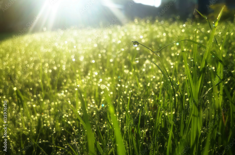 Water drops on the greem grass under the sun rays