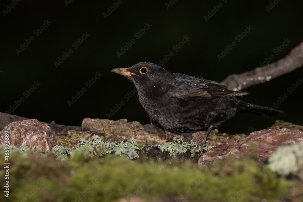 Obraz premium Blackbird, Turdus merula