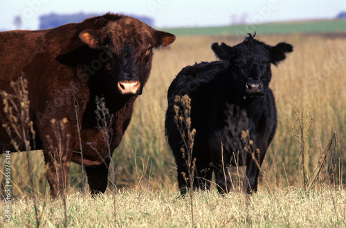 Rodeo a campo de Aberdeen Angus, 9 de Julio, Argentina  photo