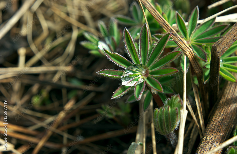 Wild flower green with water drop inside Wild flower green with water drop inside