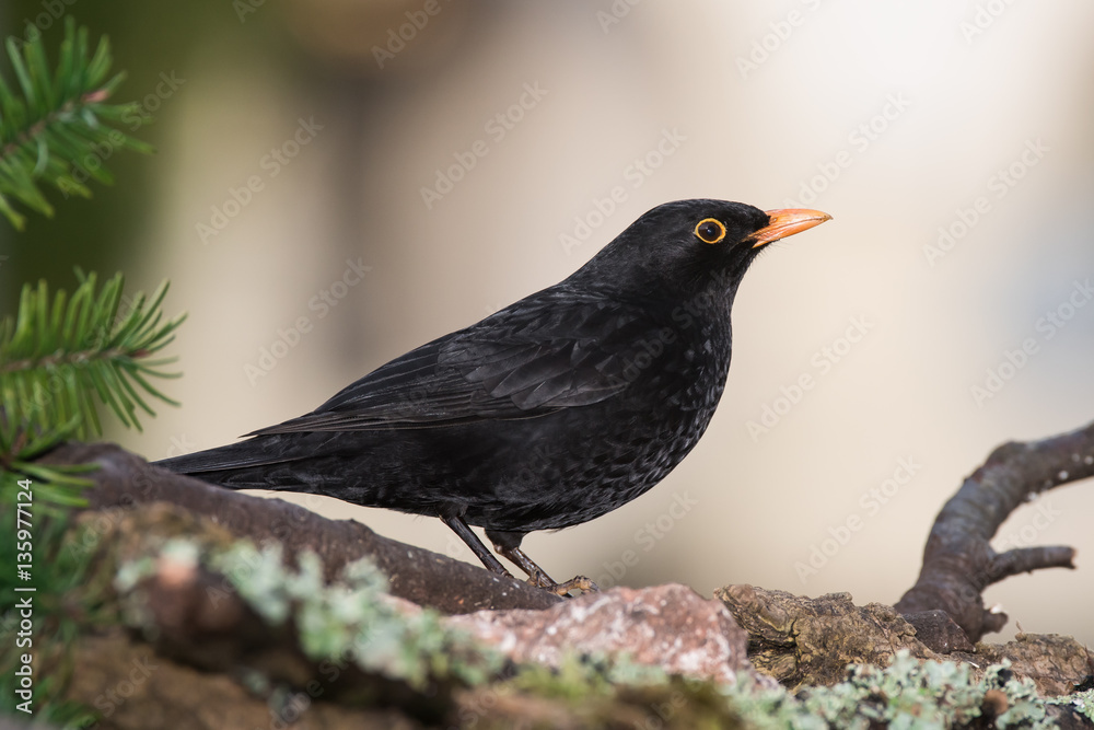 Blackbird, Turdus merula