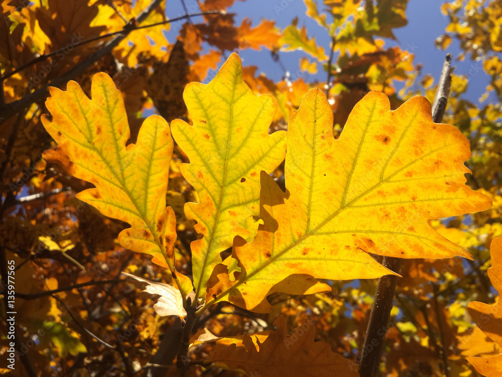 Yellow oak leaves under the sun Yellow oak leaves under the sun