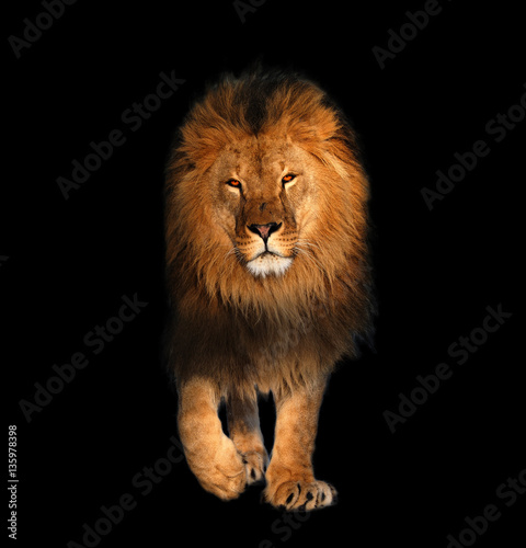 Fototapeta Naklejka Na Ścianę i Meble -  Lion walking isolated on black king of the animals