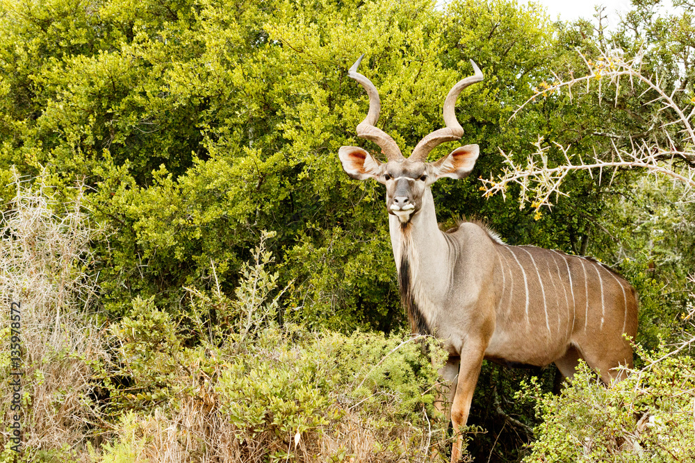 Greater Kudu - Tragelaphus strepsiceros