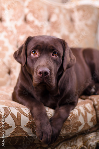 Brown Labrador puppy lying on a luxurious vintage sofa in the living room