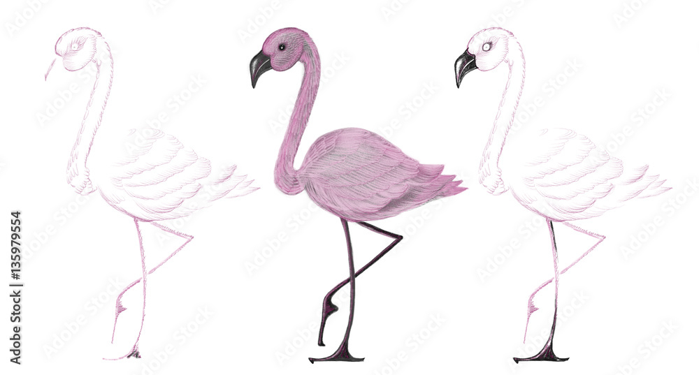 Fototapeta premium Rysowane ołówkiem kolorowy zestaw róż flamingo na białym tle, ilustracja ręcznie