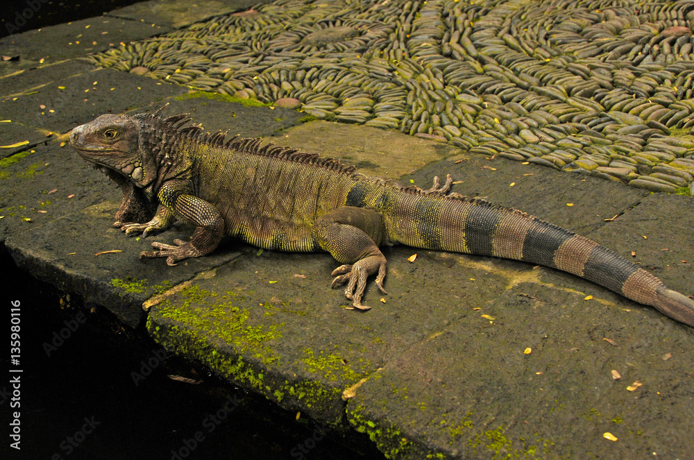 Iguana (Indonesia) Stock Photo | Adobe Stock