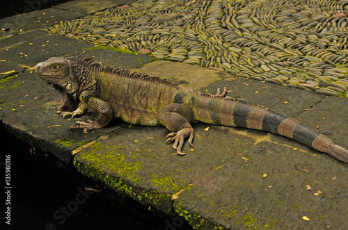 Iguana (Indonesia)
