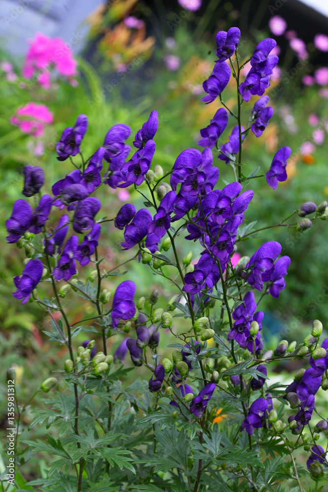 Blue flower spike of monkshood aconitum plant Blue flower spike of monkshood aconitum plant
