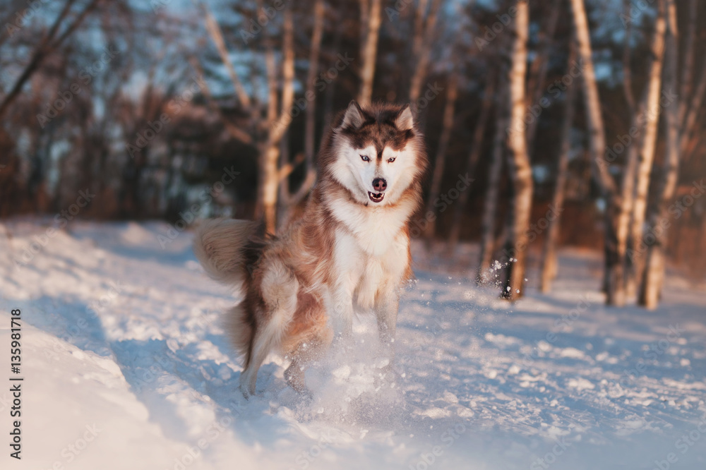 Siberian husky running and jumping in snow forest