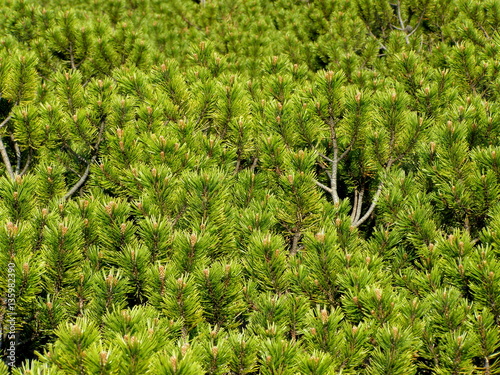 Kosodrzewina - Pinus mugo