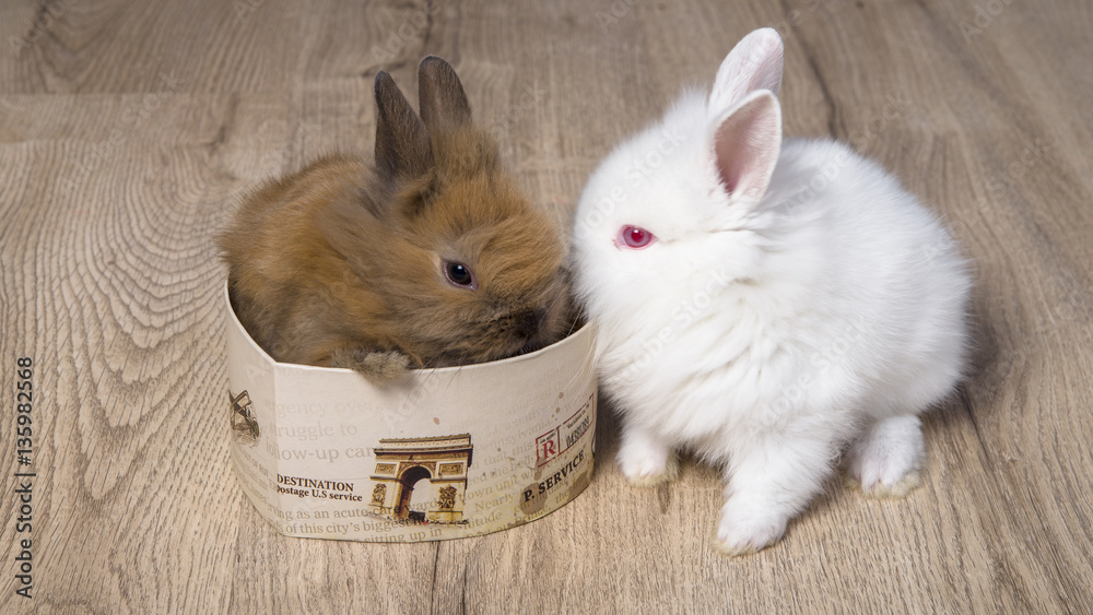 Obraz premium Two cute baby rabbits with hearts.