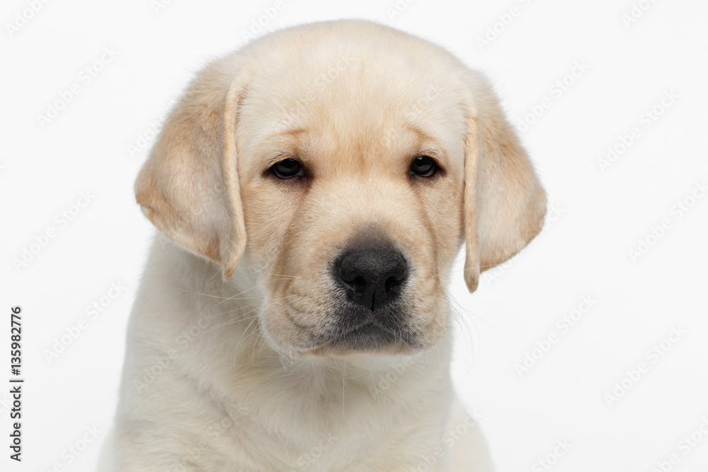 Close-up portrait of Unhappy Labrador puppy Looking sadly on white background, front view