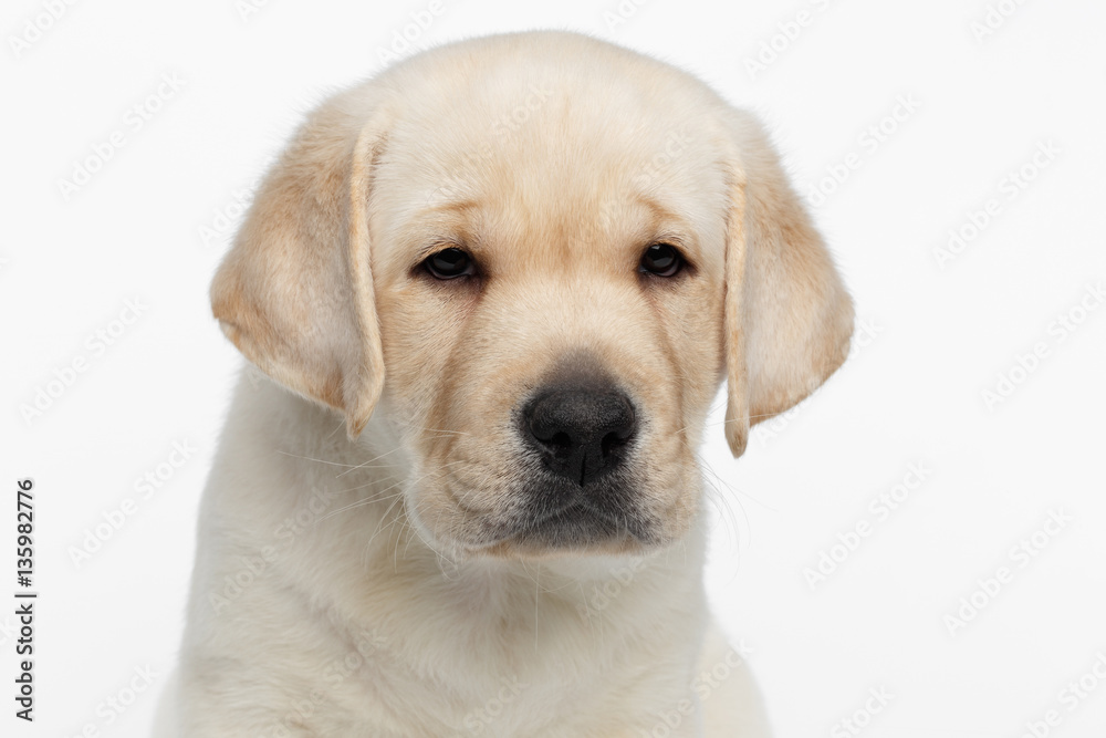Close-up portrait of Unhappy Labrador puppy Looking sadly on white background, front view Close-up portrait of Unhappy Labrador puppy Looking sadly on white background, front view