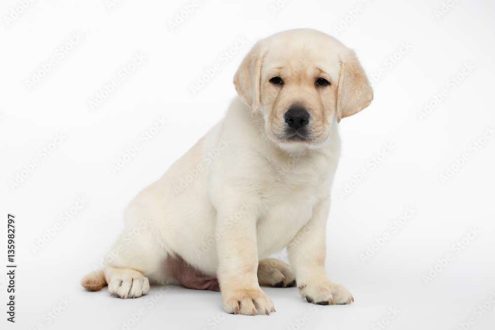 Unhappy Labrador puppy Sitting and Looking down on white background, side view
