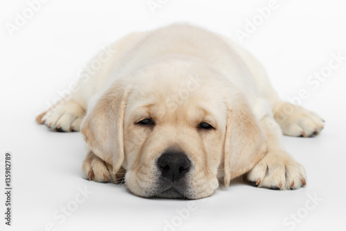 Unhappy Labrador puppy Lying and Looking down on white background, front view © seregraff