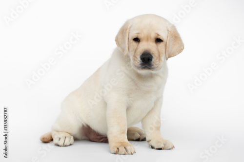 Unhappy Labrador puppy Sitting and Looking down on white background  side view