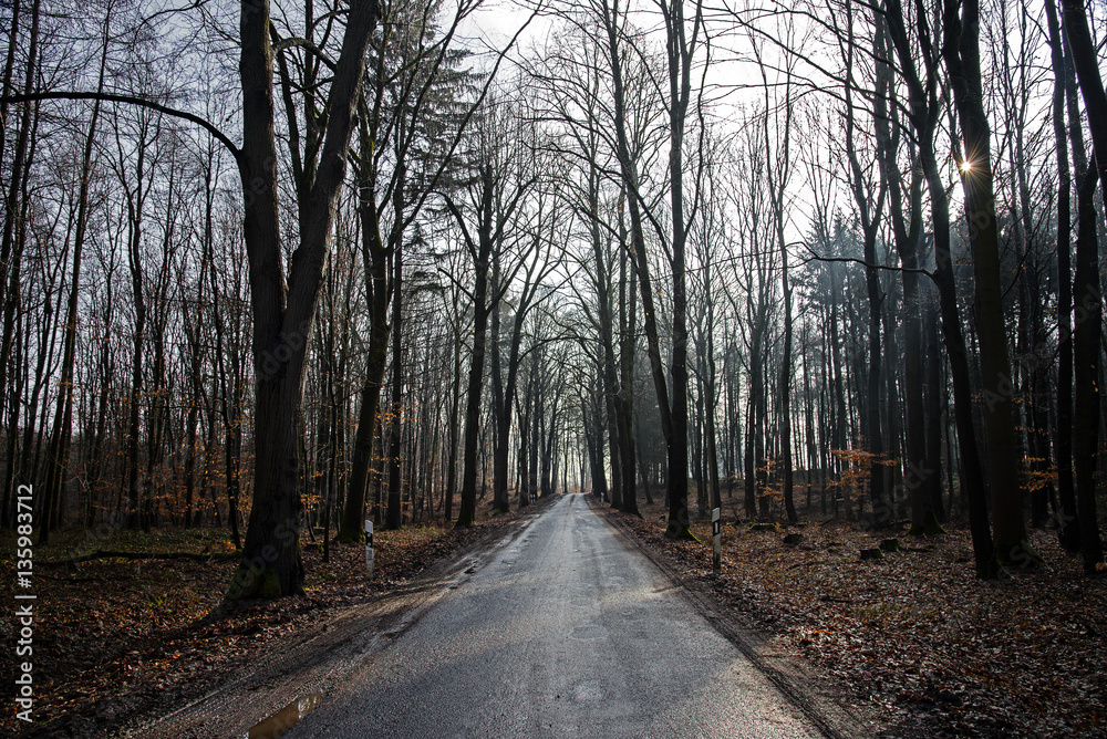Country road leads through a light forest with dark bare tree trunks Country road leads through a light forest with dark bare tree trunks