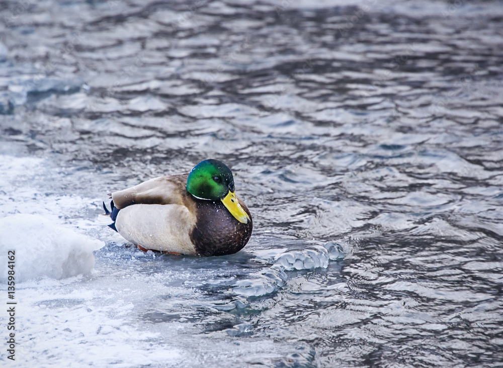 duck sitting on ice near of the lake