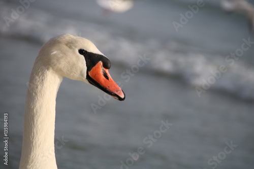 Fototapeta Naklejka Na Ścianę i Meble -  swan