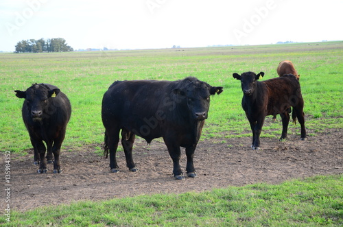 Rodeo Angus en La Provincia de Bs As Argentina photo