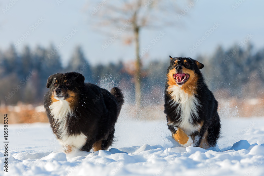 two Australian Shepherd dogs are running in snow