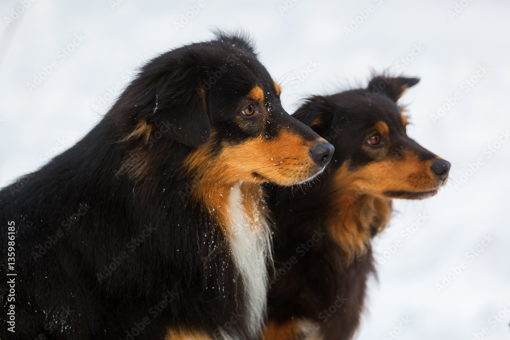 portrait of two Australian Shepherd dogs in snow portrait of two Australian Shepherd dogs in snow