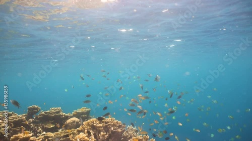 Wallpaper Mural Fish and coral reef. Tropical fish on a coral reef. Wonderful and beautiful underwater world with corals and tropical fish. Hard and soft corals. Diving and snorkeling in the tropical sea. 4K video. Torontodigital.ca