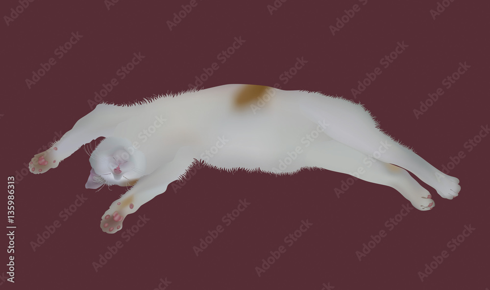 Fototapeta premium Sleeping Japanese Cat