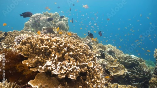 Wallpaper Mural Fish and coral reef. Tropical fish on a coral reef. Wonderful and beautiful underwater world with corals and tropical fish. Hard and soft corals. Diving and snorkeling in the tropical sea. 4K video. Torontodigital.ca