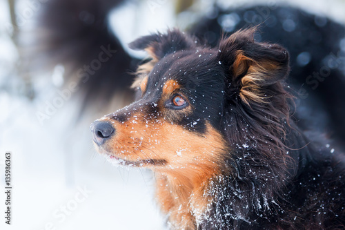 portrait of an Australian Shepherd dog in snow © Christian Müller