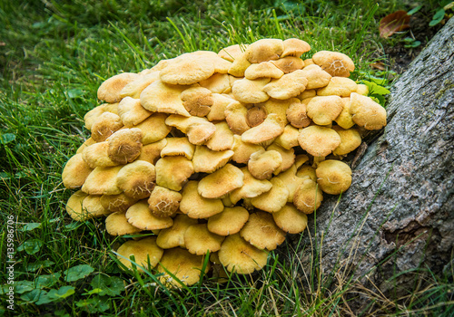 Wild Mushrooms batch Growing on Tree stump