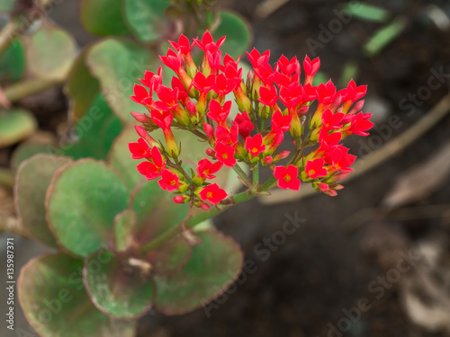 Orange Stone Roses Flowers